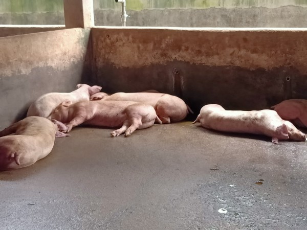 Đồng Nai: Tiêu hủy gần 2.000 con heo để ngăn ngừa dịch tả heo châu Phi Đồng Nai: Tiêu hủy gần 2.000 con heo để ngăn ngừa dịch tả heo châu Phi