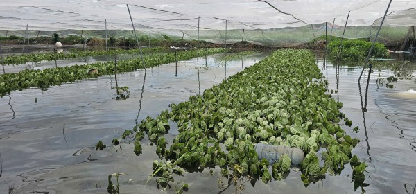 Mưa lớn gây ngập hàng ngàn mét vuông rau màu ở TP.HCM, nông dân thiệt hại nặng Mưa lớn gây ngập hàng ngàn mét vuông rau màu ở TP.HCM, nông dân thiệt hại nặng