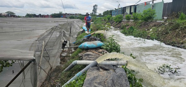 Mưa lớn gây ngập hàng ngàn mét vuông rau màu ở TP.HCM, nông dân thiệt hại nặng Mưa lớn gây ngập hàng ngàn mét vuông rau màu ở TP.HCM, nông dân thiệt hại nặng