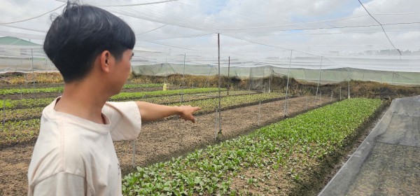 Mưa lớn gây ngập hàng ngàn mét vuông rau màu ở TP.HCM, nông dân thiệt hại nặng Mưa lớn gây ngập hàng ngàn mét vuông rau màu ở TP.HCM, nông dân thiệt hại nặng