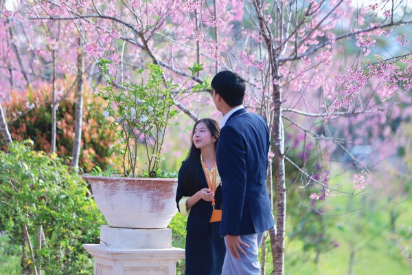 Trường ĐH Đà Lạt rực sắc mai anh đào, sinh viên, du khách thích thú chụp ảnh Trường ĐH Đà Lạt rực sắc mai anh đào, sinh viên, du khách thích thú chụp ảnh