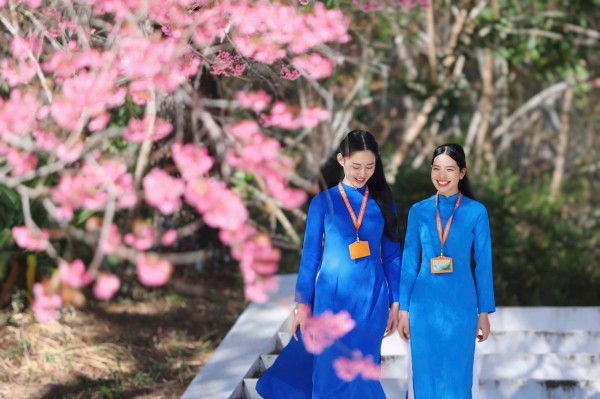 Trường ĐH Đà Lạt rực sắc mai anh đào, sinh viên, du khách thích thú chụp ảnh Trường ĐH Đà Lạt rực sắc mai anh đào, sinh viên, du khách thích thú chụp ảnh