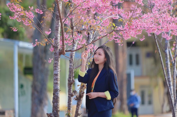 Trường ĐH Đà Lạt rực sắc mai anh đào, sinh viên, du khách thích thú chụp ảnh Trường ĐH Đà Lạt rực sắc mai anh đào, sinh viên, du khách thích thú chụp ảnh