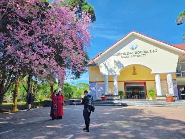 Trường ĐH Đà Lạt rực sắc mai anh đào, sinh viên, du khách thích thú chụp ảnh Trường ĐH Đà Lạt rực sắc mai anh đào, sinh viên, du khách thích thú chụp ảnh