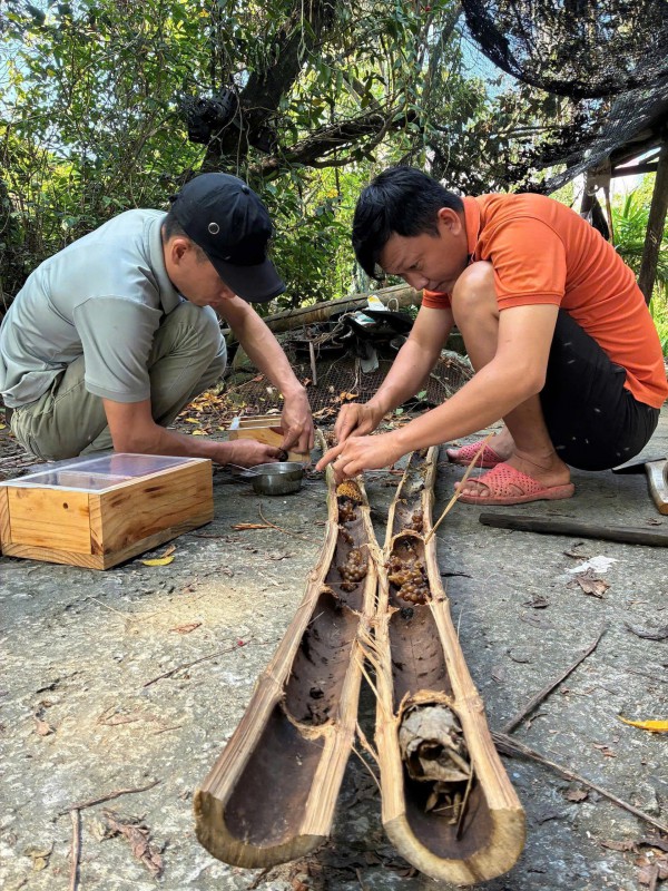 Ong dú làm tổ trong ống tre ở Cà Mau, chẻ tre lấy mật bán 2 triệu đồng/lít Ong dú làm tổ trong ống tre ở Cà Mau, chẻ tre lấy mật bán 2 triệu đồng/lít