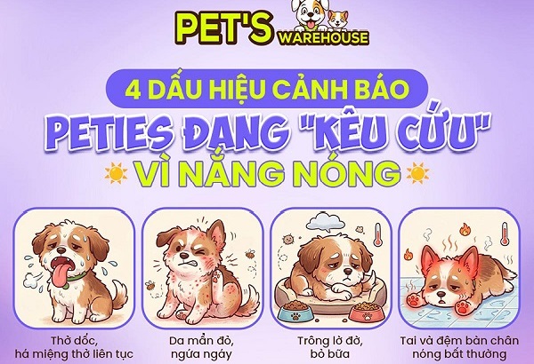Doanh nghiệp tự giới thiệu: Chăm sóc chó cưng mùa nắng nóng: 2 sai lầm chủ nuôi dễ mắc phải