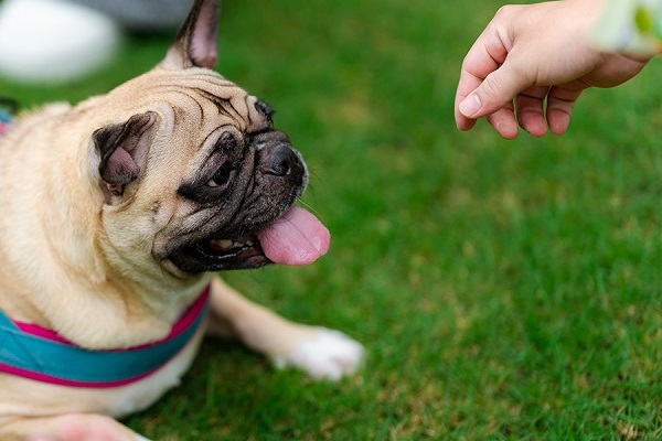 Doanh nghiệp tự giới thiệu: Có nên cạo lông cho chó mèo vào mùa nóng? Sai lầm tai hại và lời khuyên từ chuyên gia