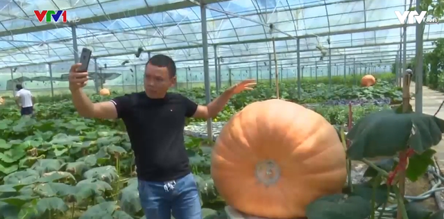 Choáng ngợp với bí ngô khổng lồ nặng 400kg