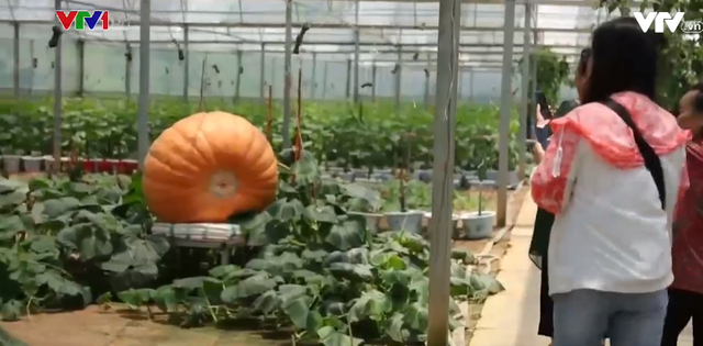Choáng ngợp với bí ngô khổng lồ nặng 400kg