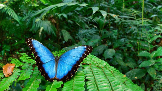 Sinh vật đã tuyệt chủng bất ngờ xuất hiện ở “thành phố của Thần Khỉ” tại Honduras