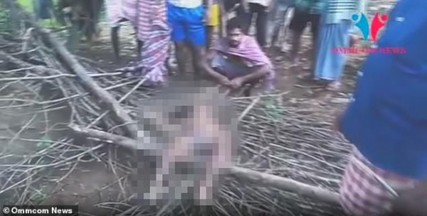 Voi xông vào nhà dân giữa đêm, "đánh cắp" và giẫm chết bé gái 7 tuổi, làm 2 đứa trẻ khác nguy kịch khiến dư luận bàng hoàng